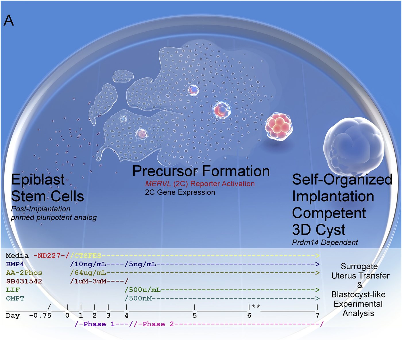 iBLC induction from primed epiblast stem cells to a self-organized 3D cyst