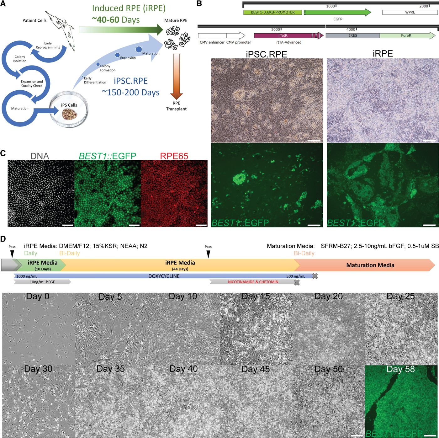 Direct induction of human RPE-like cells from somatic tissue