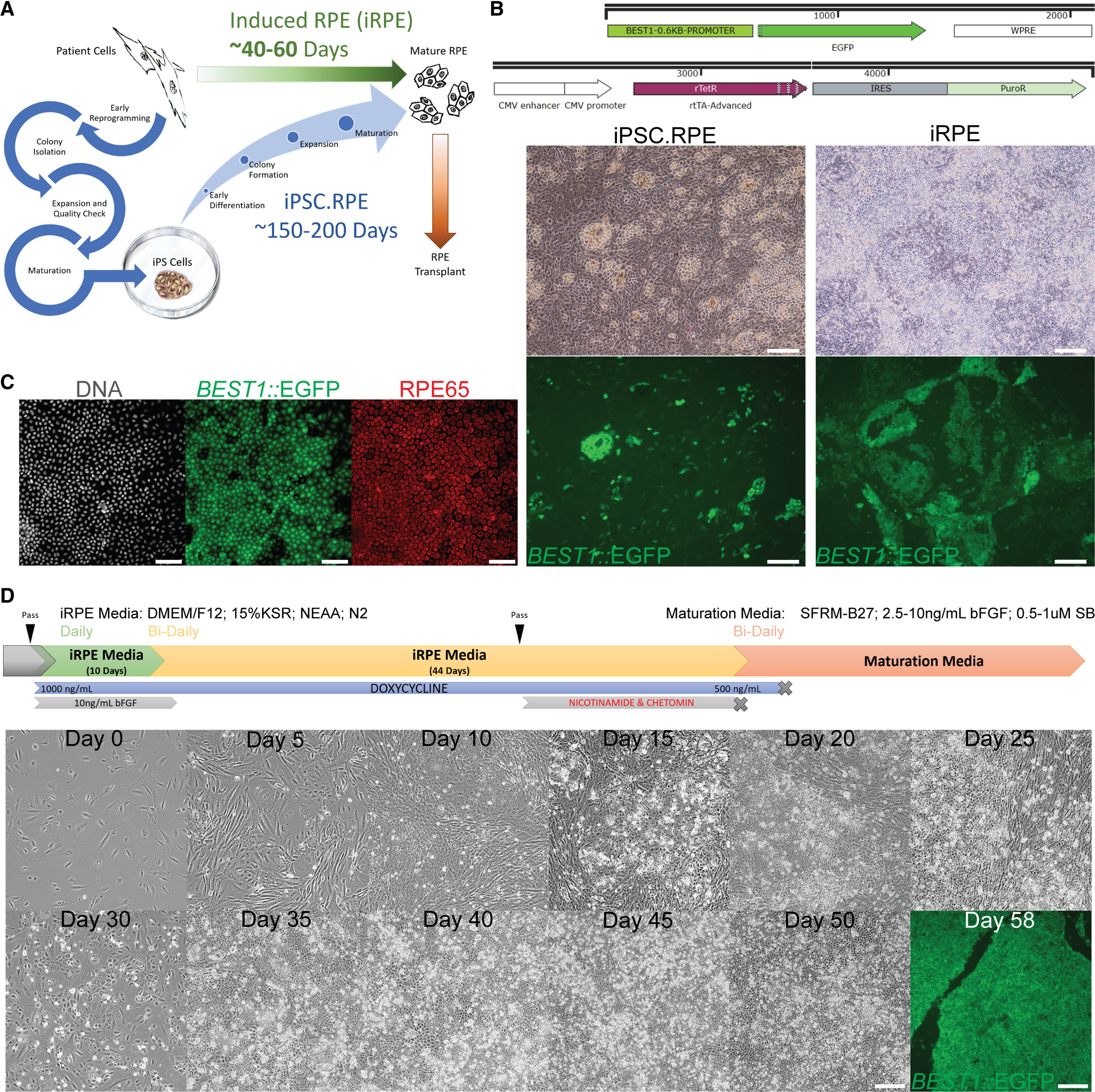 2021 Reprogramming paper scRNA-seq