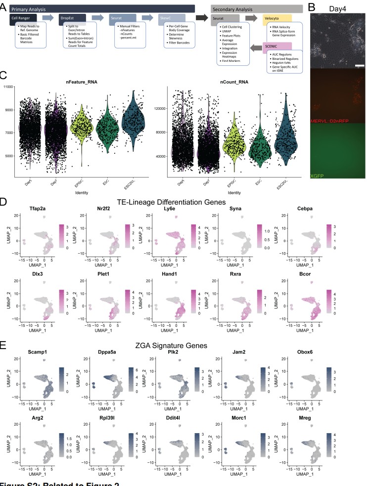 Single-cell RNA-seq of synthetic blastocyst-like hemispheres – Tomoda & Kime 2021