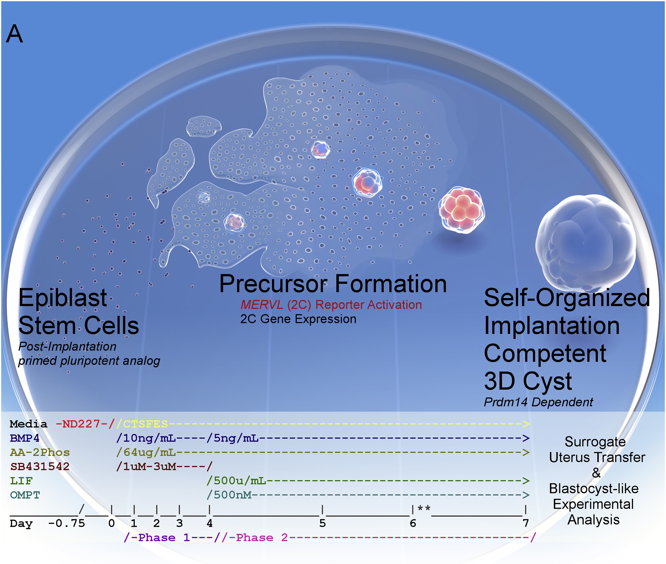 Induced blastocyst-like cysts (iBLCs) from primed EpiSCs – Cody Kime, Stem Cell Reports 2019